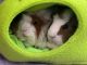 Guinea Pig Rodents for sale in Seymour, CT 06483, USA. price: NA