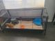 Guinea Pig Rodents for sale in Omaha, NE, USA. price: NA