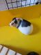 Guinea Pig Rodents for sale in Silver Spring, MD, USA. price: NA
