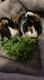 Guinea Pig Rodents for sale in Benbrook, TX, USA. price: $40