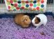 Guinea Pig Rodents