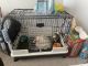 Guinea Pig Rodents for sale in Miami Gardens, FL, USA. price: $100