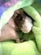 Guinea Pig Rodents for sale in Fort Worth, TX 76117, USA. price: $50