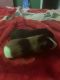 Guinea Pig Rodents for sale in Lakewood, WA, USA. price: $25