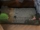 Guinea Pig Rodents for sale in Blue Mound Rd, Fort Worth, TX, USA. price: $275