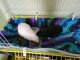 Guinea Pig Rodents for sale in Lancaster, OH 43130, USA. price: NA