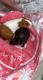 Guinea Pig Rodents for sale in Boca Raton, FL, USA. price: NA