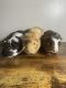 Guinea Pig Rodents for sale in Westfield, IN, USA. price: NA