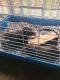 Guinea Pig Rodents for sale in 5353 Cane Ridge Rd, Antioch, TN 37013, USA. price: NA