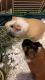 Guinea Pig Rodents for sale in Howell Township, NJ 07731, USA. price: $110