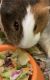Guinea Pig Rodents for sale in TWN N CNTRY, FL 33615, USA. price: $65