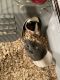 Guinea Pig Rodents for sale in Sacramento, CA, USA. price: NA