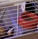 Guinea Pig Rodents for sale in Seymour, CT, USA. price: NA