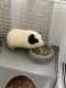 Guinea Pig Rodents for sale in Kissimmee, FL, USA. price: NA