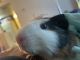Guinea Pig Rodents for sale in Jeffersonville, IN, USA. price: $200