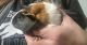 Guinea Pig Rodents for sale in Lexington, KY, USA. price: NA