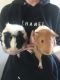 Guinea Pig Rodents for sale in Sunbury, PA 17801, USA. price: NA