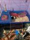 Guinea Pig Rodents for sale in Pasadena, MD 21122, USA. price: $50