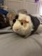 Guinea Pig Rodents for sale in Port St. Lucie, FL 34953, USA. price: NA