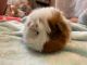 Guinea Pig Rodents for sale in Kearney, MO 64060, USA. price: $50