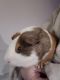 Guinea Pig Rodents for sale in Fort Wayne, IN, USA. price: $40