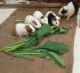 Guinea Pig Rodents for sale in Raigarh, Chhattisgarh 496001, India. price: 149 INR