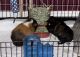 Guinea Pig Rodents for sale in Chicago, IL, USA. price: $60