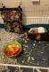 Guinea Pig Rodents for sale in Fitchburg, MA 01420, USA. price: $50
