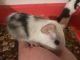 Guinea Pig Rodents for sale in Maricopa, AZ, USA. price: $6