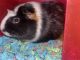 Guinea Pig Rodents for sale in 18922 E Briargate Ln, Parker, CO 80134, USA. price: $200