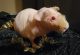 Guinea Pig Rodents for sale in Boon, MI 49618, USA. price: NA