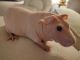 Guinea Pig Rodents for sale in Boon, MI 49618, USA. price: $100