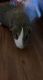 Guinea Pig Rodents for sale in Round Rock, TX, USA. price: $60