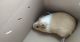 Guinea Pig Rodents for sale in Huntsville, AL, USA. price: $100