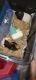 Guinea Pig Rodents for sale in Tucson, AZ, USA. price: $60