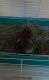 Guinea Pig Rodents for sale in Fuquay-Varina, NC, USA. price: $20