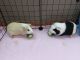 Guinea Pig Rodents for sale in Glendale, AZ, USA. price: $80