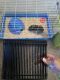 Guinea Pig Rodents for sale in Dayton, OH, USA. price: $40