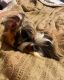 Guinea Pig Rodents for sale in Cypress, TX, USA. price: $40