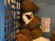 Guinea Pig Rodents for sale in Sarasota, FL, USA. price: $10