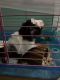 Guinea Pig Rodents for sale in Brooklyn, NY, USA. price: NA