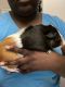 Guinea Pig Rodents for sale in Foley, AL, USA. price: $85