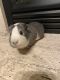 Guinea Pig Rodents for sale in Blaine, MN, USA. price: $5