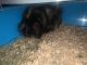 Guinea Pig Rodents for sale in Minneapolis, MN 55420, USA. price: $25