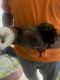 Guinea Pig Rodents for sale in 200 College Pl, Norfolk, VA 23510, USA. price: $30