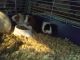 Guinea Pig Rodents for sale in Canton, OH 44705, USA. price: $3,500