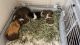 Guinea Pig Rodents for sale in Virginia Beach, VA, USA. price: $15