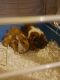 Guinea Pig Rodents for sale in Chicago, IL 60651, USA. price: $300