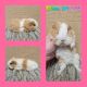 Guinea Pig Rodents for sale in Creston, OH 44217, USA. price: NA
