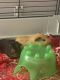 Guinea Pig Rodents for sale in Hope Mills, NC 28348, USA. price: NA